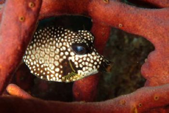 I can see you! Smooth Trunk fish in Bonaire. Patience, Pa... by Ian T. Ogden 